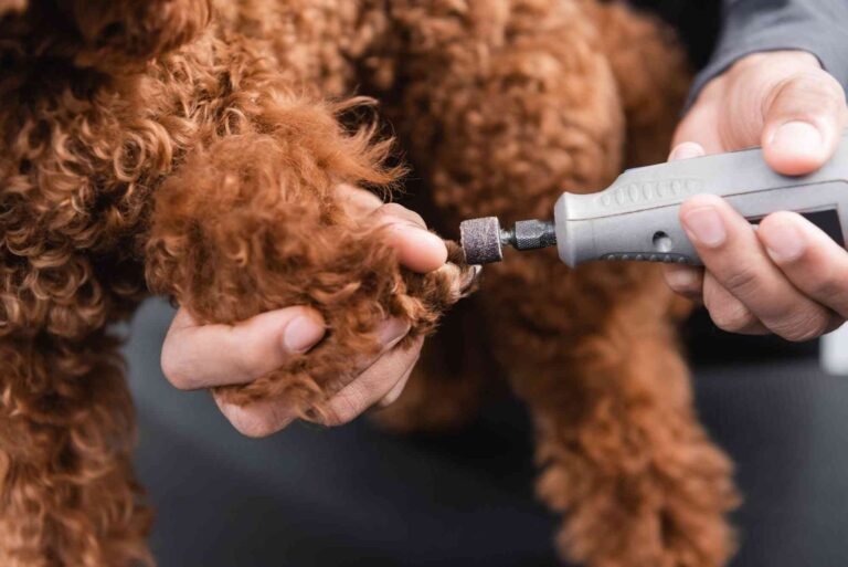 Best Nail Grinder for Small Dogs YouTube 2024 Canada