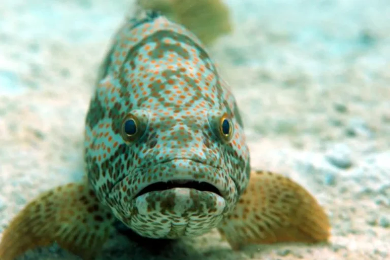 Best alternatives to hamour fish benefits UAE