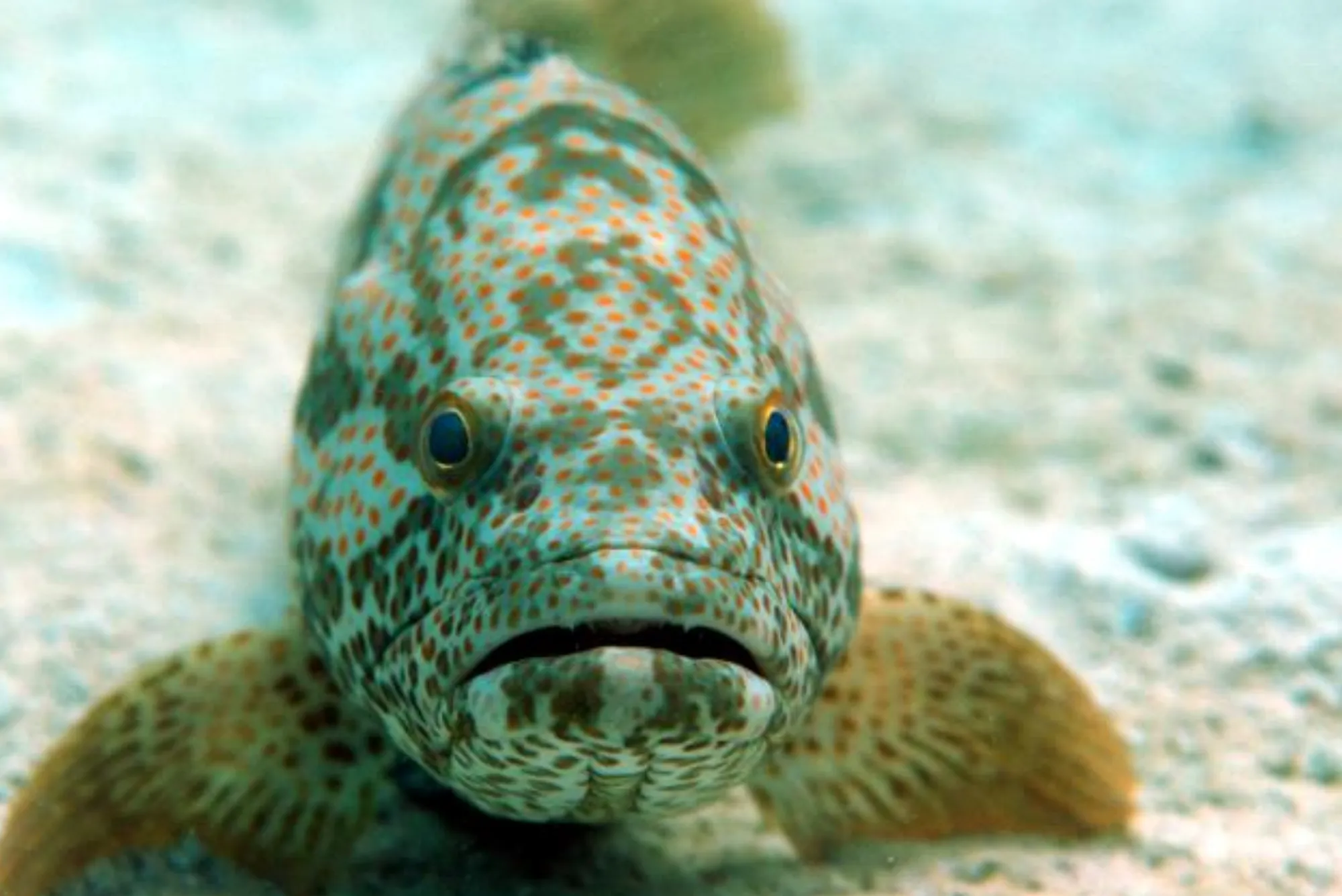 Best alternatives to hamour fish benefits UAE